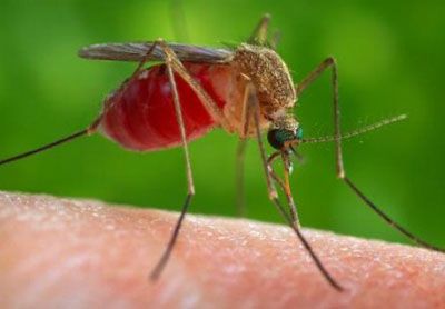 3 Loại muỗi chuyền bệnh nguy hiểm cho người