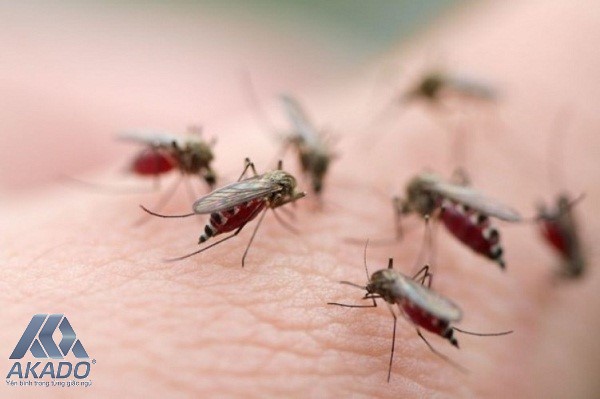 Sự khác nhau giữa sốt xuất huyết Ebola và sốt xuất huyết dengue 